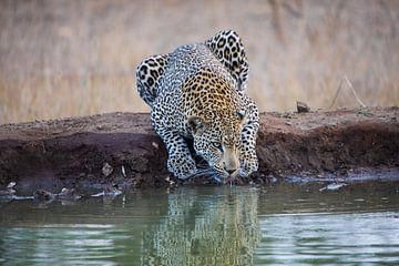 Luipaard in Krugerpark in Zuid-Afrika van HansKl