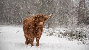 Schottischer Highlander hart im Schnee