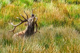 Der Klang des Brüllens