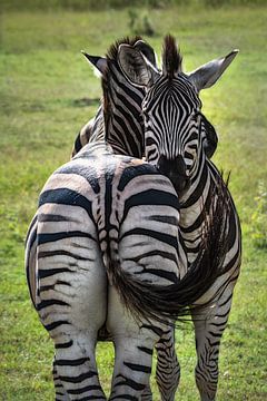 Twee zebra's liefdevol samen in de natuur van Afrika van Chihong