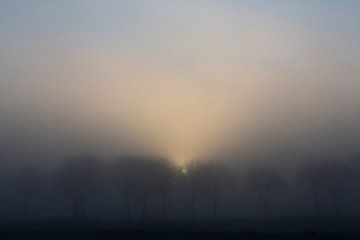 Gerade aufgehende Sonne durch Nebel und Bäume