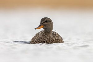 Un canard dans l'eau
