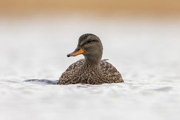 Gewoon een eendje in het water van KB Design & Photography (Karen Brouwer)