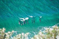 Dolphin surfing at the easternmost point of the Australian mainland by Jiri Viehmann thumbnail