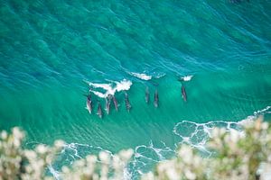 Des dauphins dans la mer bleu turquoise au large de Byron Bay