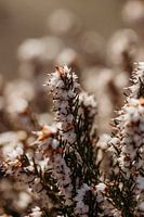 Rustikale Frühlingsblumen