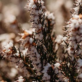 Rustic spring flowers by Tessa Heijmer