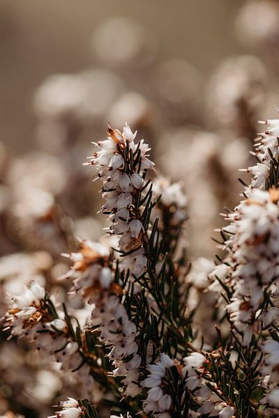 Rustikale Frühlingsblumen von Tessa Heijmer