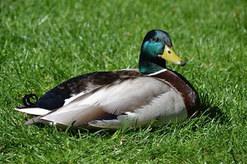 Eendje in het gras von Suzanne van der Lubbe