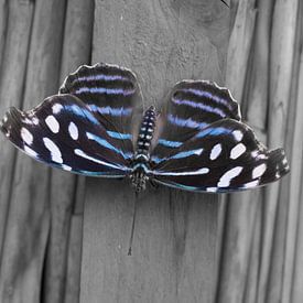 Blue Banded Purplewing Butterfly by Ingrid Ronde