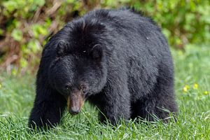 Black bear sur Menno Schaefer