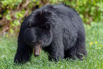 Black bear by Menno Schaefer