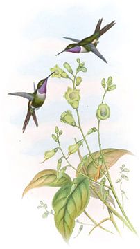 Mitchell's Amethist, John Gould van Hummingbirds