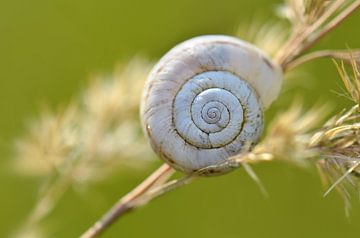 Coquille d'escargot sur Violetta Honkisz