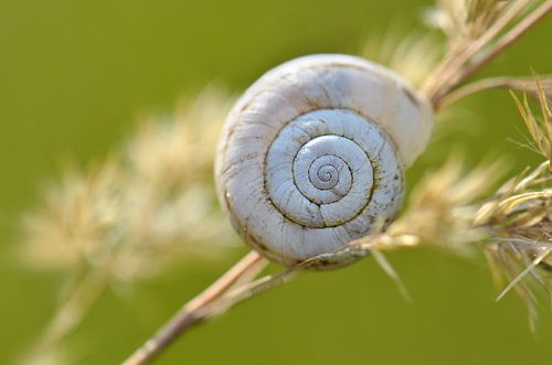 Coquille d'escargot