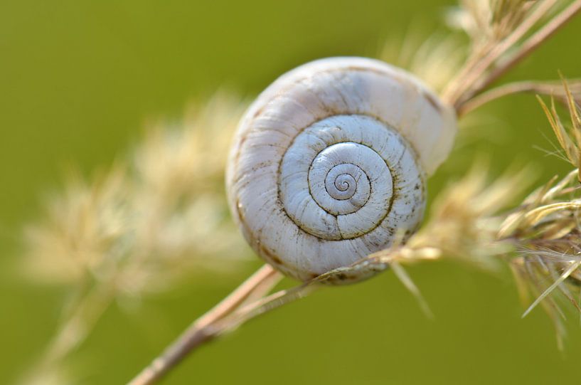 Snail shell by Violetta Honkisz