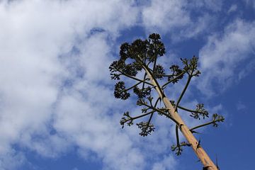 Agavebloem in blauw van Jan Katuin