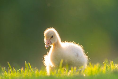 Boerengans kuiken vogel in het gras