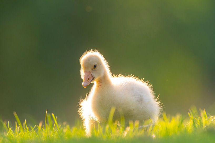 Boerengans kuiken vogel in het gras van Sjoerd van der Wal Fotografie