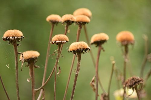 Fleurs gravées