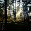 Lever du soleil à travers les arbres sur Malou van Gorp