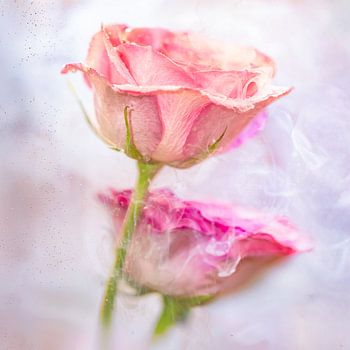 Duo rose unter Wasser