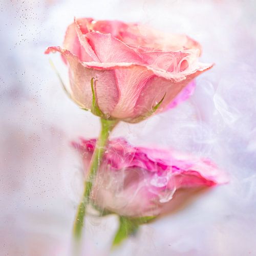 Duo rose unter Wasser