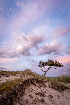 Der kleine Baum von Terschelling von Erik Lei