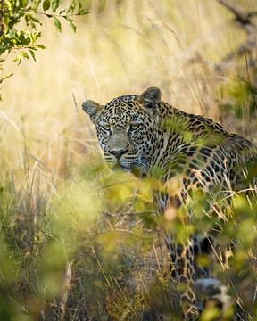 Leopard man by Tom Zwerver