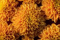 Geel - oranje bloemen met druppels, creeeren een patroon van Marjolijn van den Berg thumbnail
