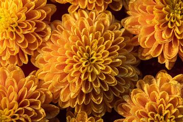 Geel - oranje bloemen met druppels, creeeren een patroon van Marjolijn van den Berg
