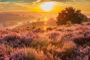 Sonnenaufgang über blühenden Heidekrautfeldern in den Hügeln