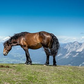 Paard in de bergen van Willem Hoogsteen