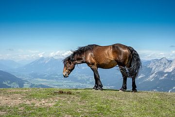 Paard in de bergen van Willem Hoogsteen