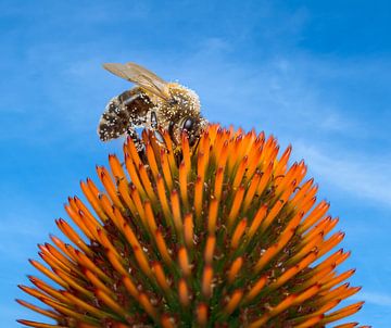 Bij die nectar verzamelt in de bloesem van een echinaceabloem