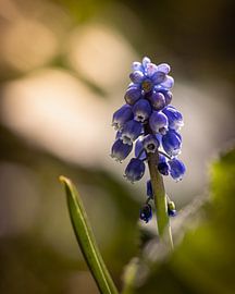 Traubenhyazinthe von Photoartbyantoinnet