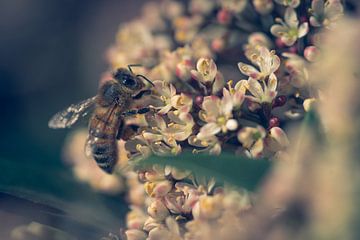 Macro plan d'une abeille sur Steffen Peters