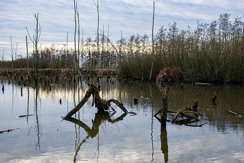 Drowning Forest