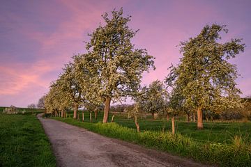 Fruitboom bloesem in de lente, Bergisches Land, Duitsland van Alexander Ludwig