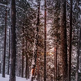 Bos in Fins Lapland van Suzanne De Boer
