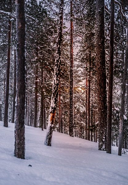 Wald in Finnisch-Lappland von Suzanne De Boer