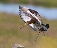 Black-tailed godwit