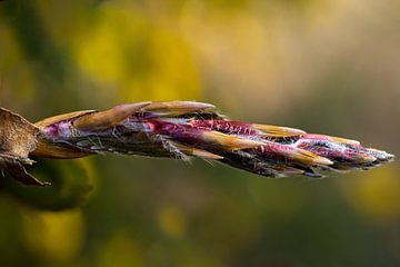 het beuken blad ontluikt van foto by rob spruit