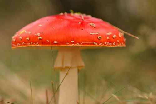 Magnifique champignon.