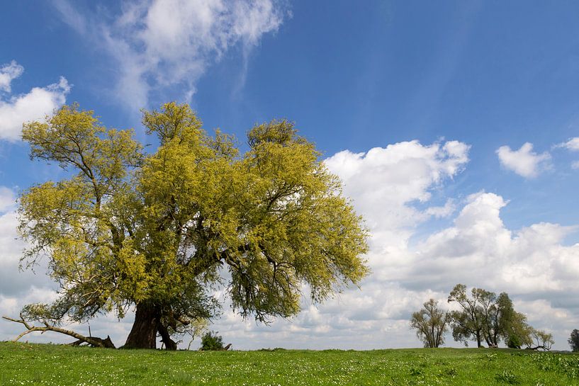 Weide im Frühling von Irene Damminga