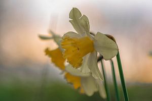 narcissen in de ochtend van Tania Perneel