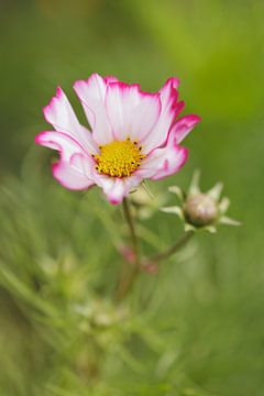 Cosmea 'Pink Edge' von Dagmar Hijmans