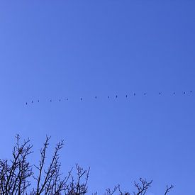 Geese flying off van Armand L'Ortije