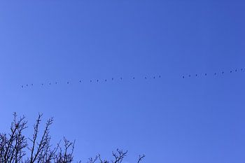 Geese flying off