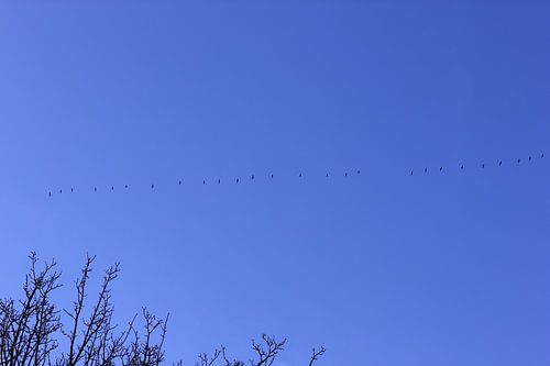 Geese flying off